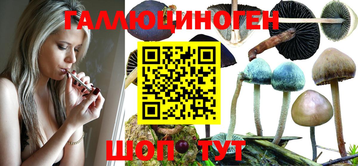 Галлюциногенные грибы GOLDEN TEACHER  Вход с VPN  Дивногорск  Галлюциногенные грибы Psilocybe 